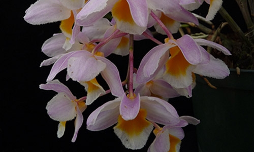 Dendrobium farmerii thumbnail