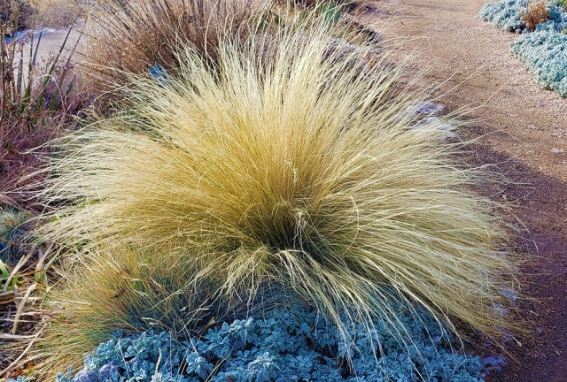 Mexican feather grass (Nassella tenuissima)