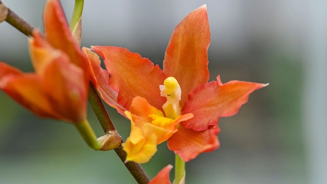 Orchid