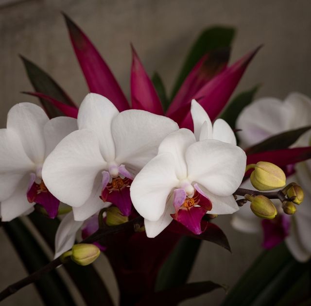 Orchid
