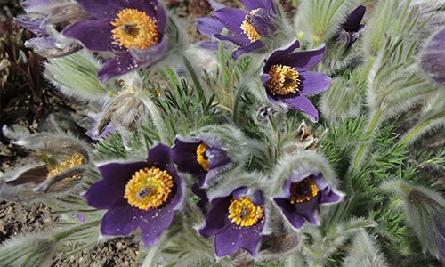 Pulsatilla thumbnail