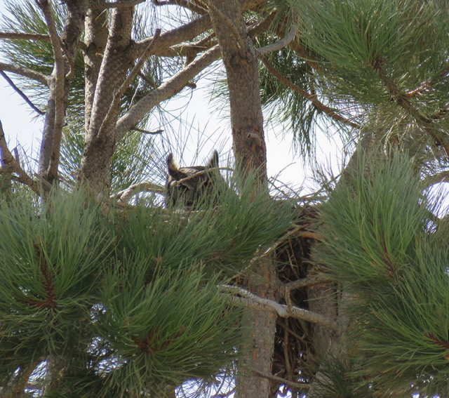 owl in nest