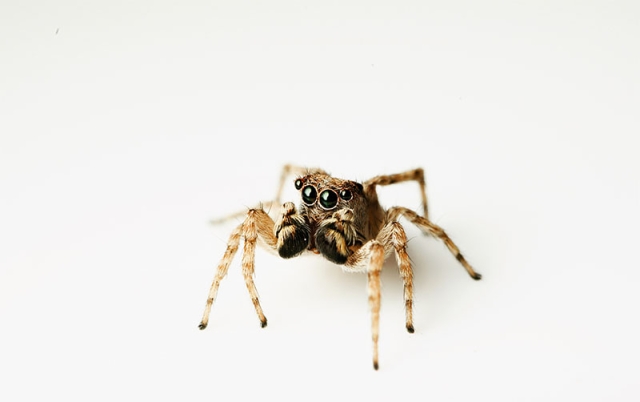 spider
