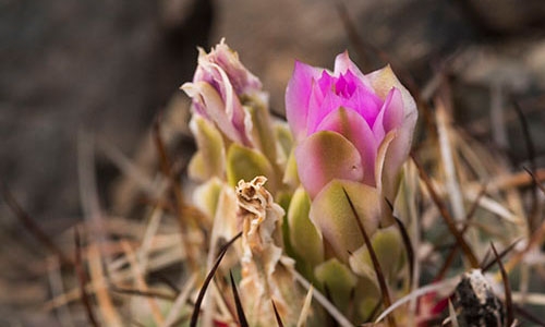 Sclerocactus glaucus thumbnail