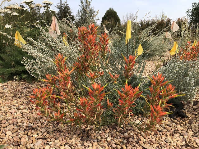 C. linariiafolia and Aremisia frigida