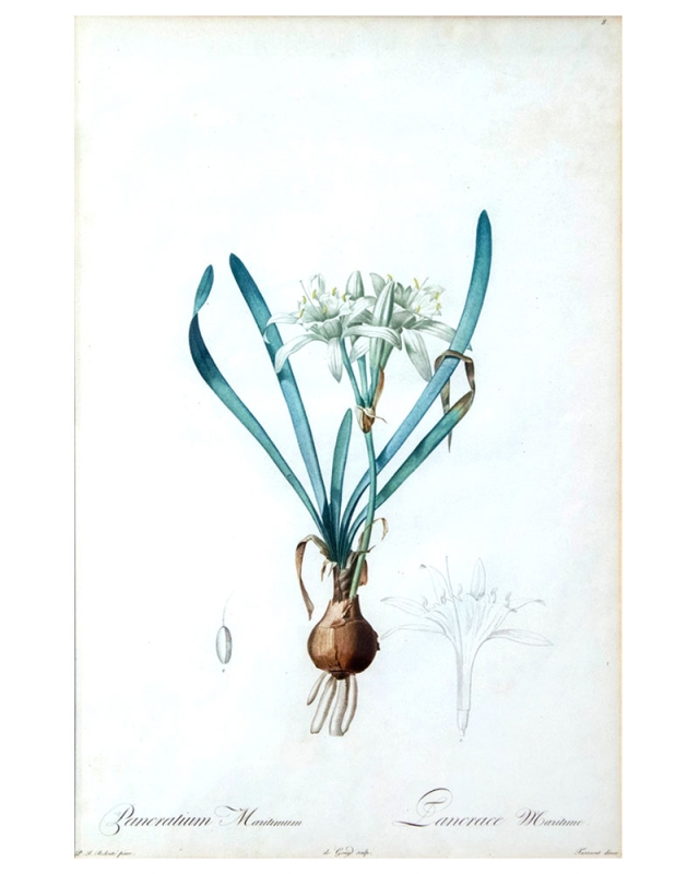 Pierre Joseph Redouté, Pancratium maritimum, engraving, ca. 1813. Gift of Dr. Emil J. Massa. Pierre Joseph Redouté, Pancratium maritimum, engraving, ca. 1813. Gift of Dr. Emil J. Massa.