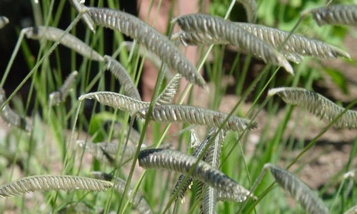 Harpochloa falx thumbnail