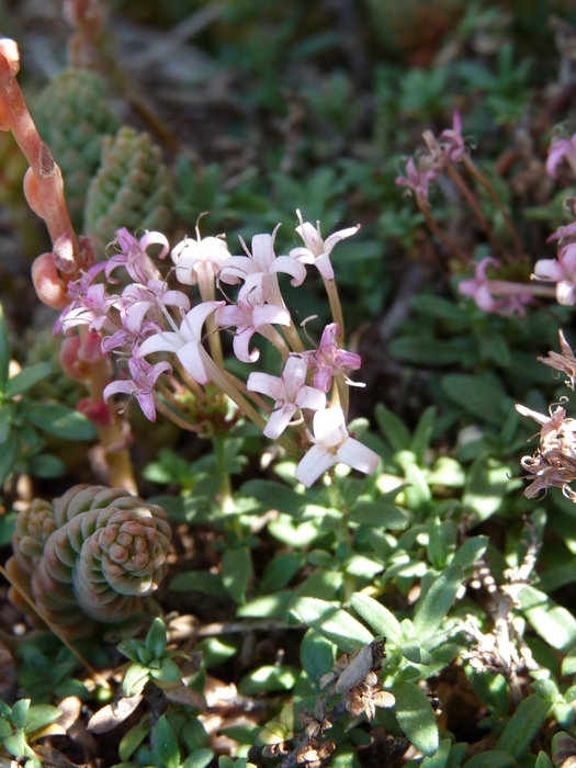 Putoria calabrica