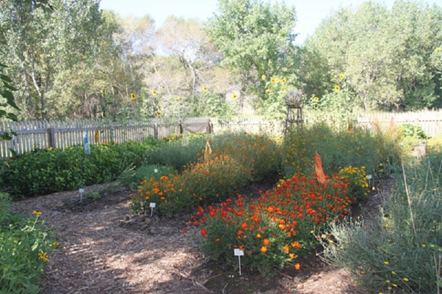 dye garden