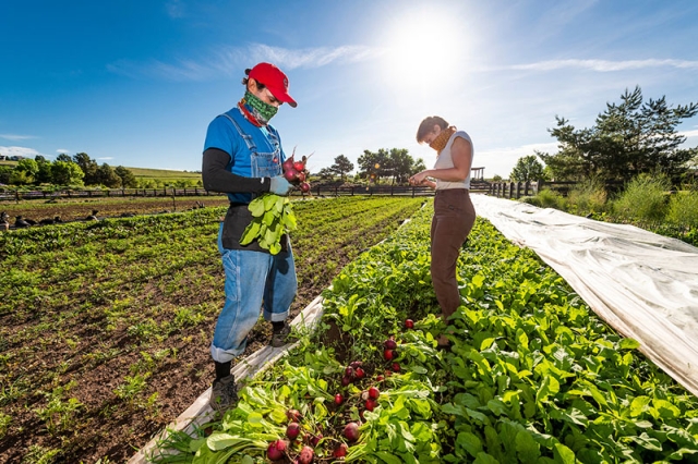 farm workers
