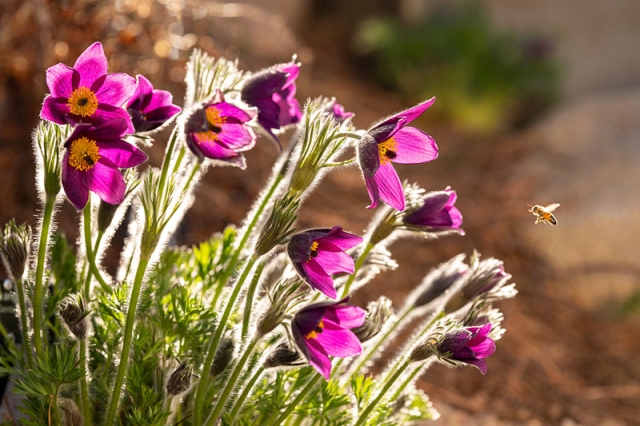 spring flowers