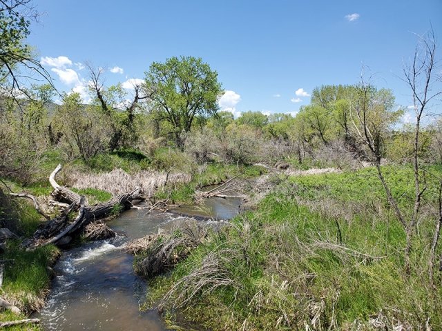 Beaver habitat at Chatfield Farms