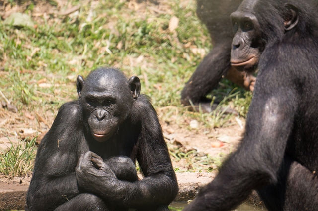 Bonobo