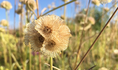 Scabiosa_graminifolia thumbnail