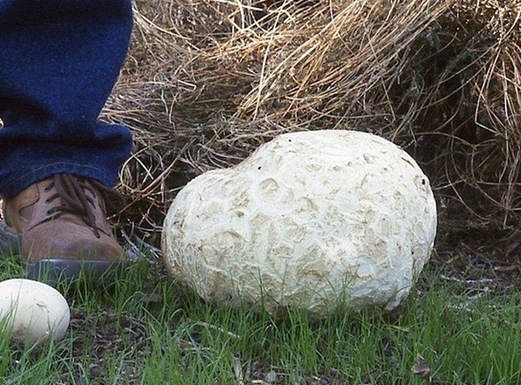 large specimen