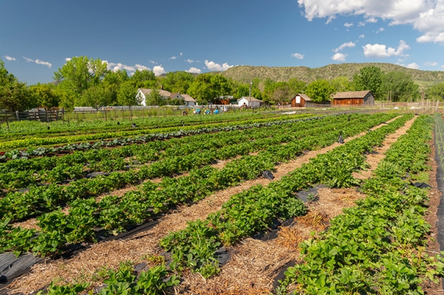 chatfield csa