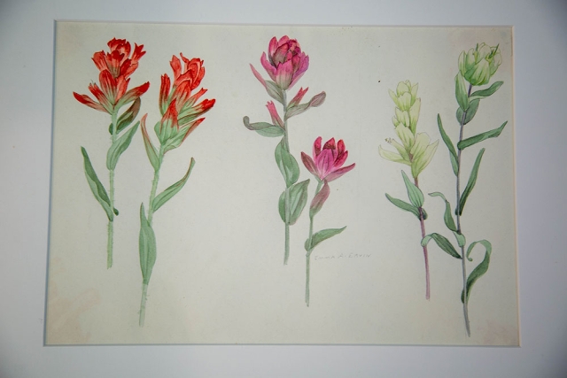 Emma Armstrong Ervin, Aug. 26, Navajo Mt., from Colorado Wildflowers series, pencil and watercolor on paper, 1914-1934, gift of the artist. Emma Armstrong Ervin, Aug. 26, Navajo Mt., from Colorado Wildflowers series, pencil and watercolor on paper, 1914-1934, gift of the artist.