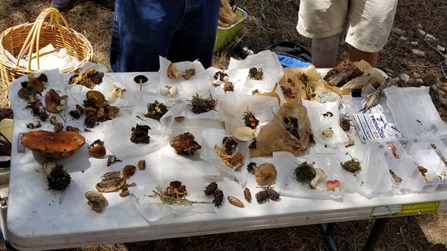 specimens