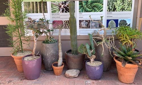 cactus display