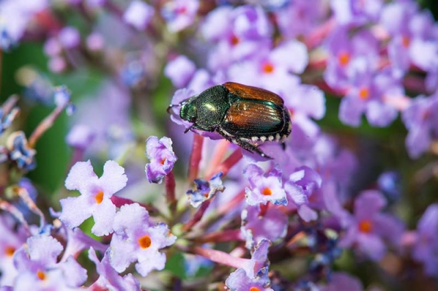 beetle