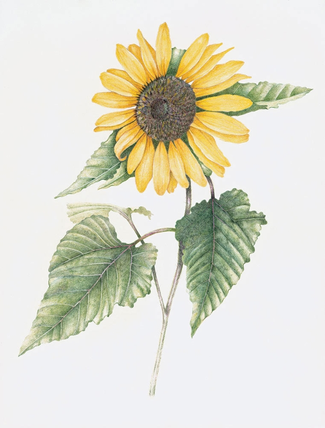 Michael Campbell, Helianthus annuus, colored pencil, 2010. Michael Campbell, Helianthus annuus, colored pencil, 2010.