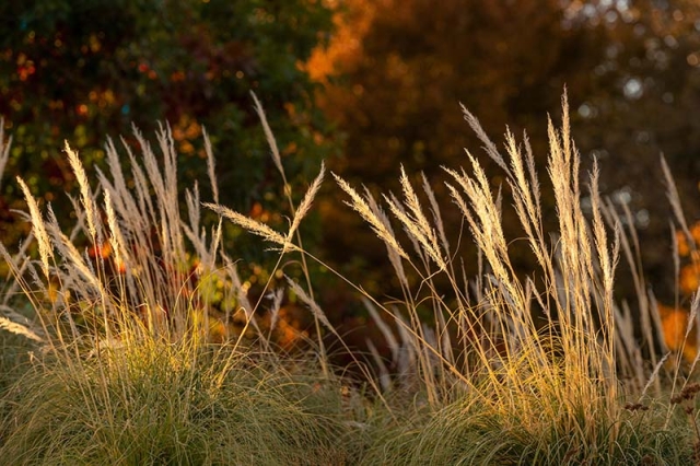 native grass