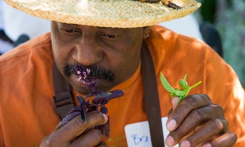 sensory garden thumbnail