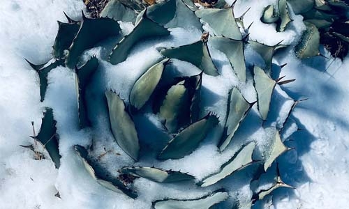 agave thumbnail