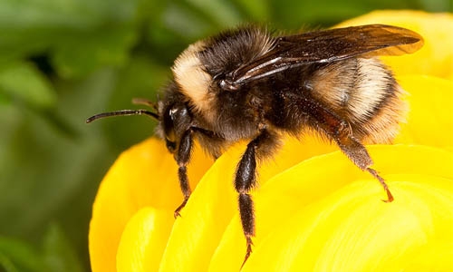 Bombus occidentalis