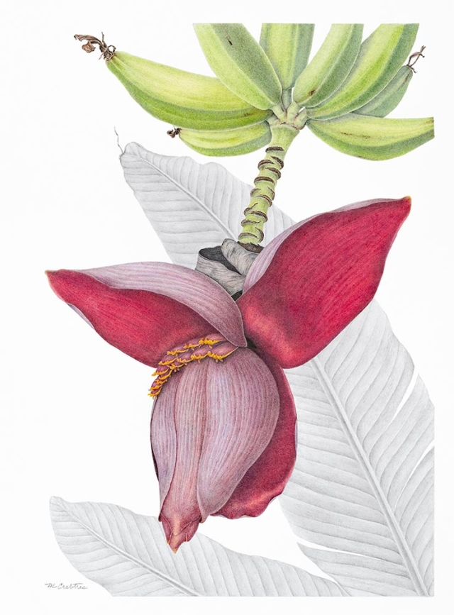 Mary Crabtree, "Musa Species," colored pencil and graphite, 2020. Mary Crabtree, "Musa Species," colored pencil and graphite, 2020.