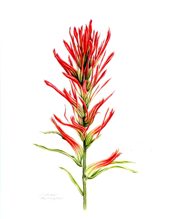 Cathleen Harrington, “Castilleja sp.,” watercolor, 2018. Cathleen Harrington, “Castilleja sp.,” watercolor, 2018.