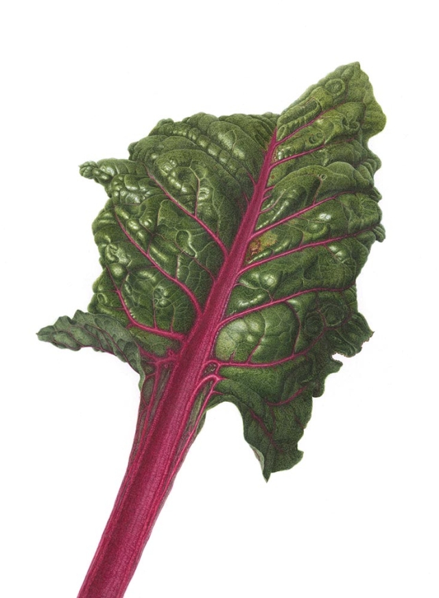 Mitsuko Schultz, “Ruby Red Swiss Chard,” watercolor on paper, 2020. Mitsuko Schultz, “Ruby Red Swiss Chard,” watercolor on paper, 2020.