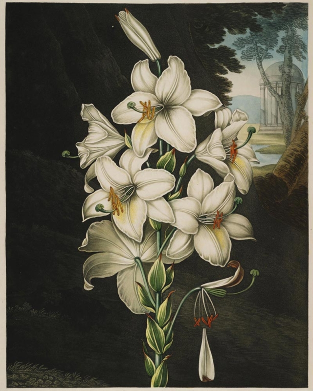 Peter Charles Henderson and Joseph Constantine Stadler, “The White Lily with Variegated-Leaves”, mixed method engraving, 1800. Gift of Nancy Kountze Mitchell in honor of her late husband John C. Mitchell II. Peter Charles Henderson and Joseph Constantine Stadler, “The White Lily with Variegated-Leaves”, mixed method engraving, 1800. Gift of Nancy Kountze Mitchell in honor of her late husband John C. Mitchell II.