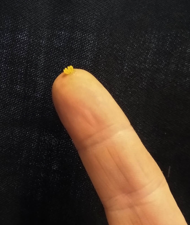 Pollinia