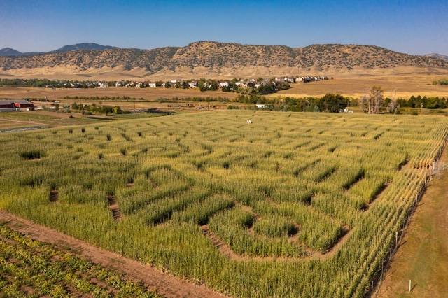 Corn Maze at Chatfield Farms Corn Maze at Chatfield Farms