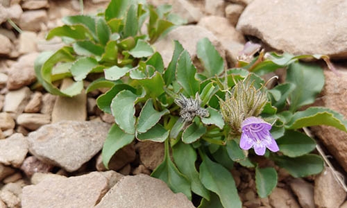 penstemon_bleaklyi thumbnail