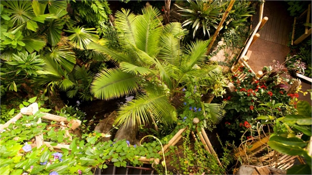 plants plants