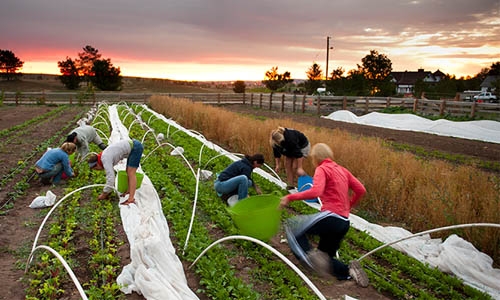 csa harvest thumbnail