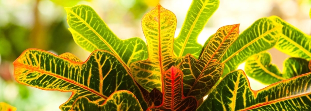 houseplant houseplant