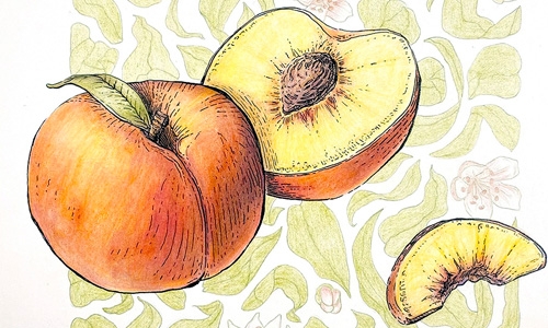 peach illustration thumbnail