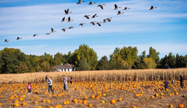 Pumpkin Festival at Chatfield Farms Pumpkin Festival at Chatfield Farms