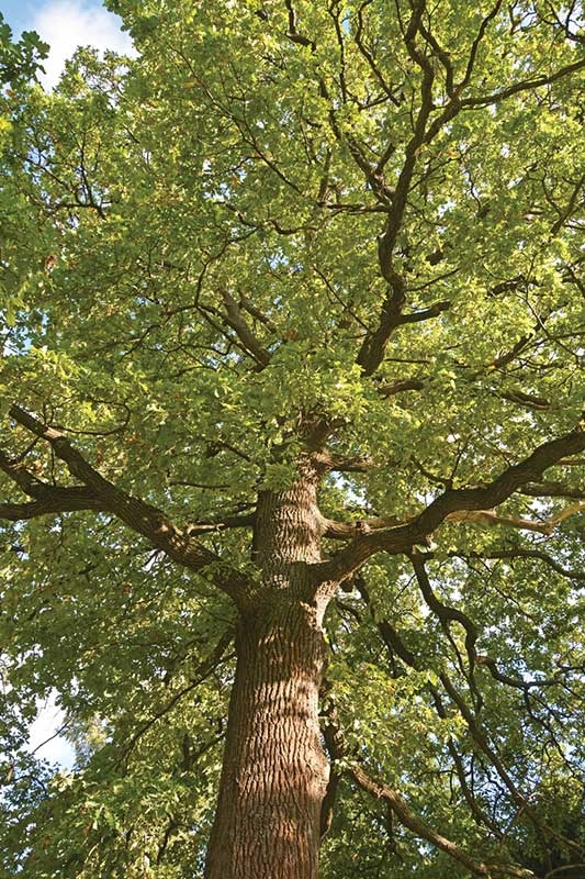 tree branches