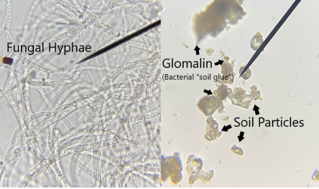 soil bacteria