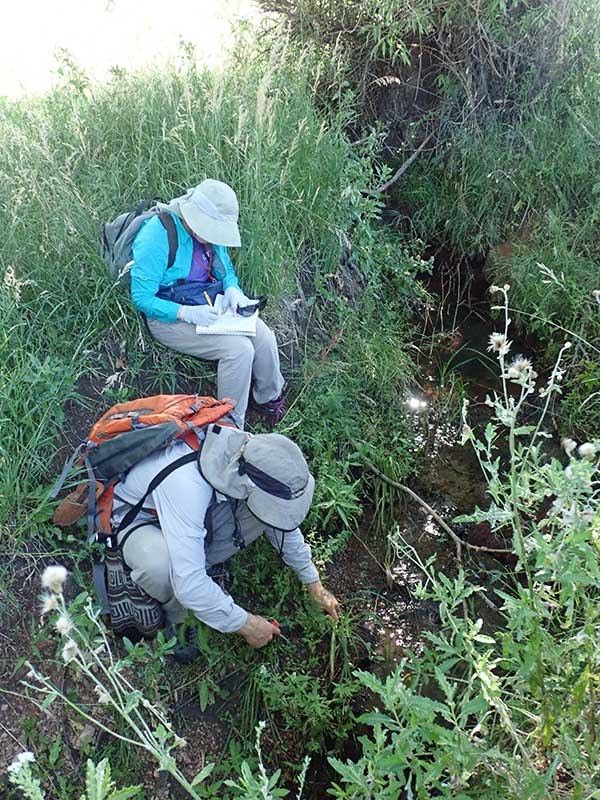 botanists collect a specimen