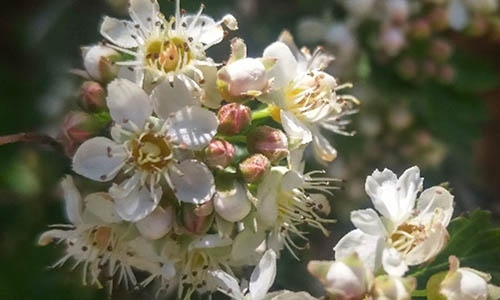 Physocarpus monogynus thumbnail