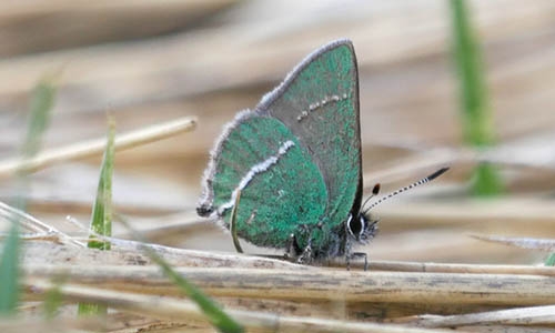 Callophrys sheidanii_thumbnail