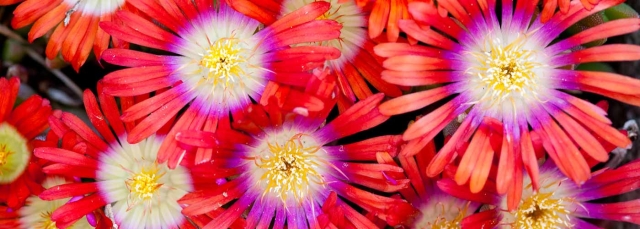 Delosperma Fire Spinner