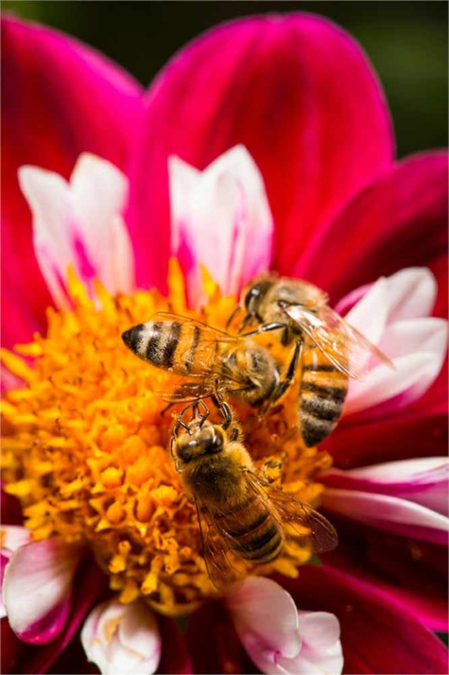 Bees on flower Bees on flower