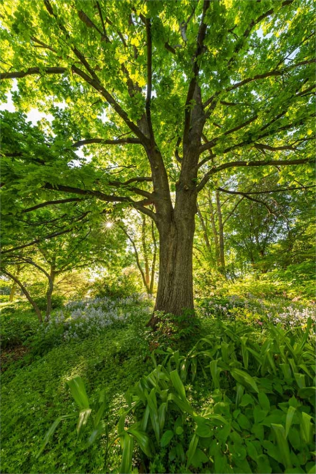 Tree with dappled light Tree with dappled light