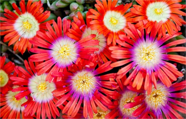 Delosperma Fire Spinner® Delosperma Fire Spinner®
